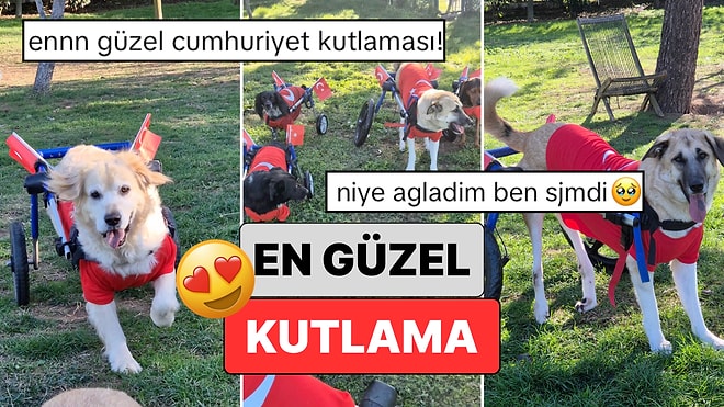 En Güzel Cumhuriyet Bayramı Kutlaması: Patili Dostlarımızın Cumhuriyet Bayramı Kutlaması Kalpleri Isıttı