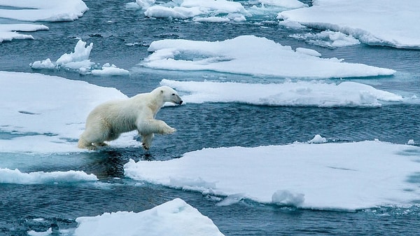 Climate change and rising temperatures are far more impactful than you might think: polar bear habitats are shrinking rapidly!