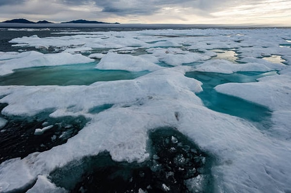 Researchers analyzed blood and fecal samples from 232 Chukchi bears collected between 2008 and 2017.