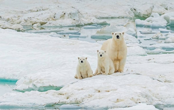 The illnesses affecting polar bears are on the rise, with some diseases even doubling in frequency.