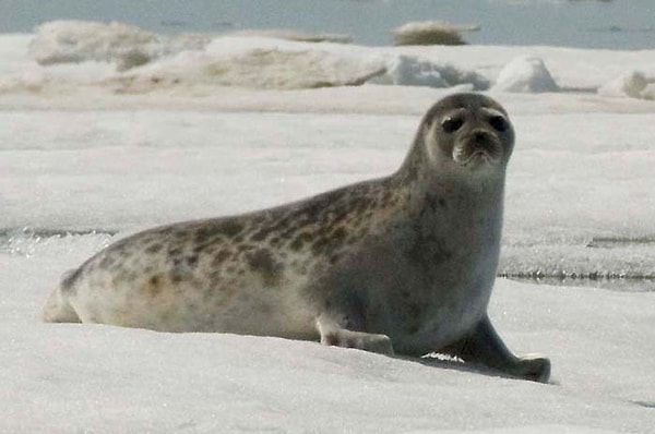 Rode believes that polar bears “are likely not the only species experiencing greater exposure to these pathogens”; the entire food chain is impacted.