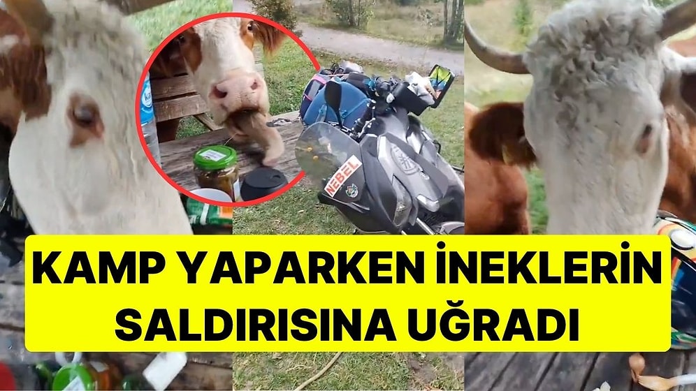 Masadaki Eşyaları Dağıtıp, Motosikleti Devirdiler! Kamp Yaparken İneklerin Saldırısına Uğradı