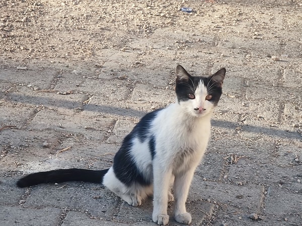 Kediyi Kürşat Demir dışında Ayhan Işık ve Boran Kuzum'a benzetenler de oldu tabii. Peki kedi sizce kime benziyor? Yorumlara buyrun...