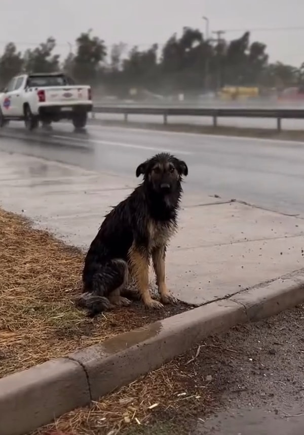 Tatlı köpek üzgün bakışlarıyla yağmurdan ıslanırken hayatının 180 derece değişeceğinden habersizdi.