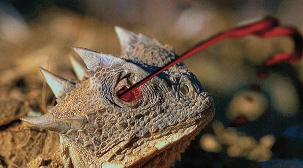 Bu ilginç yetenek, Phrynosoma cinsine ait “boynuzlu kertenkeleler” arasında görülüyor. Bu cinsin en az 8 türü, tehdit altında kaldığında gözlerinden kan fışkırtarak düşmanlarını caydırabiliyor.