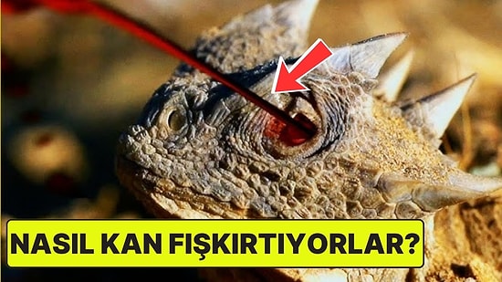 Kertenkelelerin Gözlerinden Kan Fışkırtmasının Ağızları Açık Bırakacak Sebebi