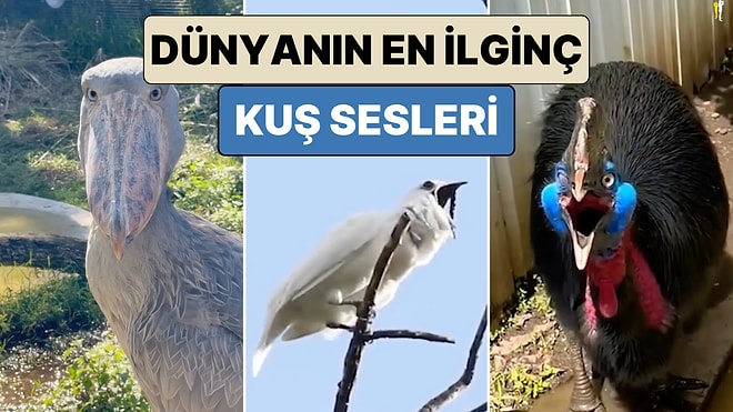 Korku Filmi Gibi: Birbirinden İlginç Kuşların Çıkardığı Ürkütücü Sesler Kaydedildi