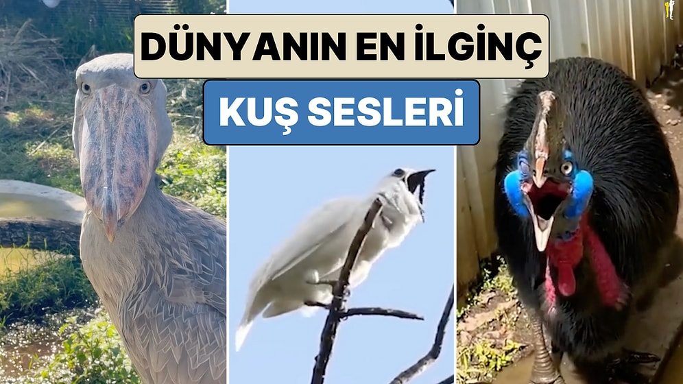 Korku Filmi Gibi: Birbirinden İlginç Kuşların Çıkardığı Ürkütücü Sesler Kaydedildi