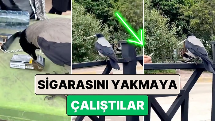 Ülkenin Kuşu Bile Efkarlı: Tokat'ta Bir Karga Masadaki Paketten Bir Dal Sigara Alıp Kaçtı