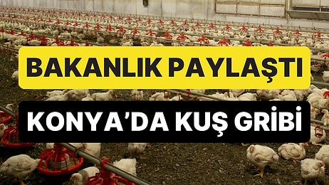 Bakanlık Açıkladı: Konya'da Kuş Gribi Tespit Edildi