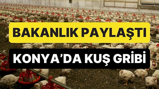 Bakanlık Açıkladı: Konya'da Kuş Gribi Tespit Edildi