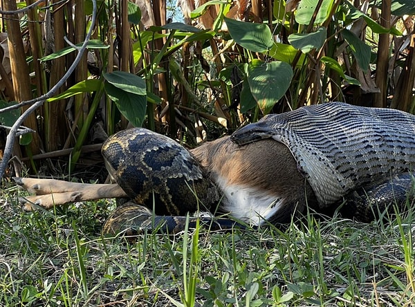 17. Güneybatı Florida'da piton beyaz kuyruklu geyiği yutuyor