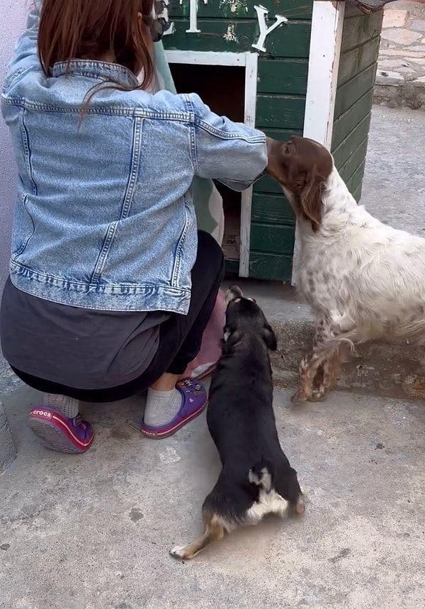 Battaniyeyi dünyalar tatlısı Fıstık adlı köpek çalmıştı. Hal böyle olunca hayvansever kadın ona da yeni bir battaniye ile yuva yaptı. Fıstık’ın sevinci ise kalpleri eritti.