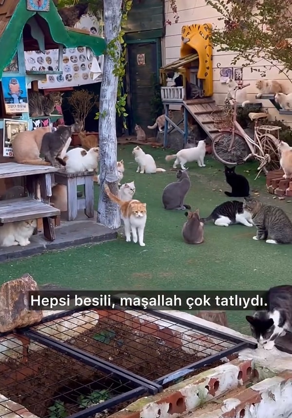 İçeride tam olarak 100 tane kedi vardı.