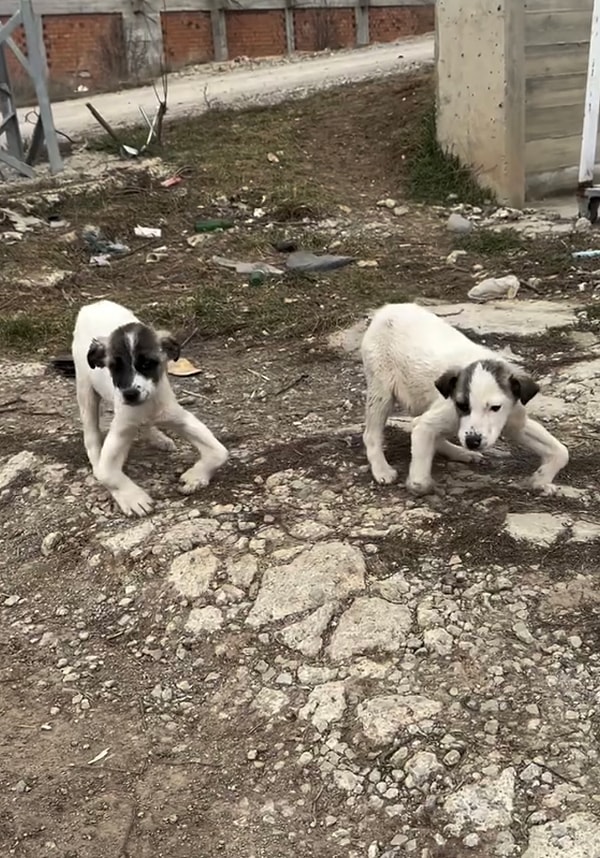 Bebeklerin ilk hali fotoğraftaki gibiydi. Hemen koruma altına alınan canların tedavi süreci oldukça iyi geçti.