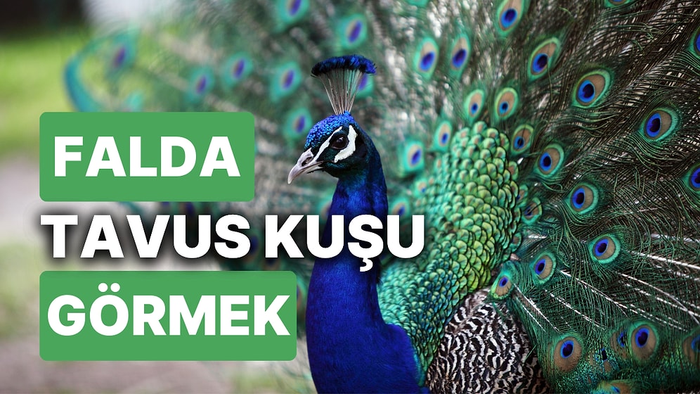 Falda Tavus Kuşu Görmek Ne Anlama Gelir? Dünyada Cenneti Yaşayacaksınız!