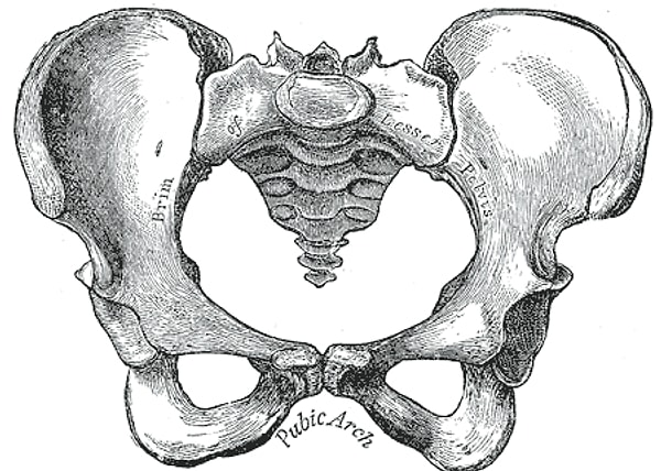 Pelvis