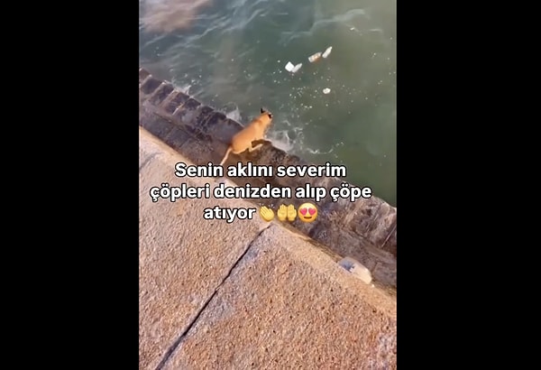 Bir köpek, denizde atlayıp topladığı çöpleri tek tek çöp kutusuna taşırken görüntülendi.