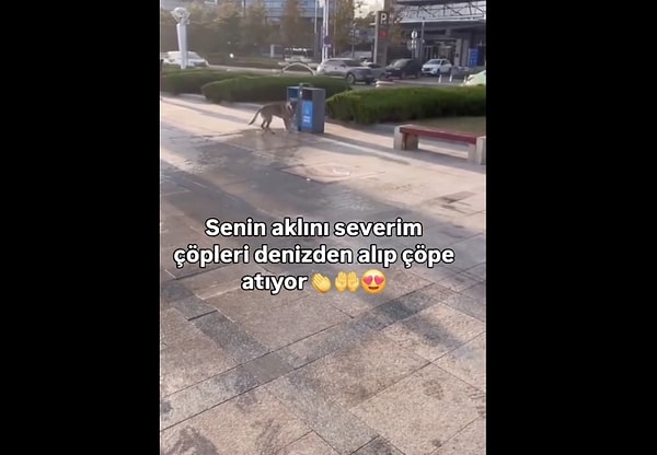 Köpeğin üşenmeden tekrar ettiği o anlar, izleyenleri uzun uzun düşündürdü.