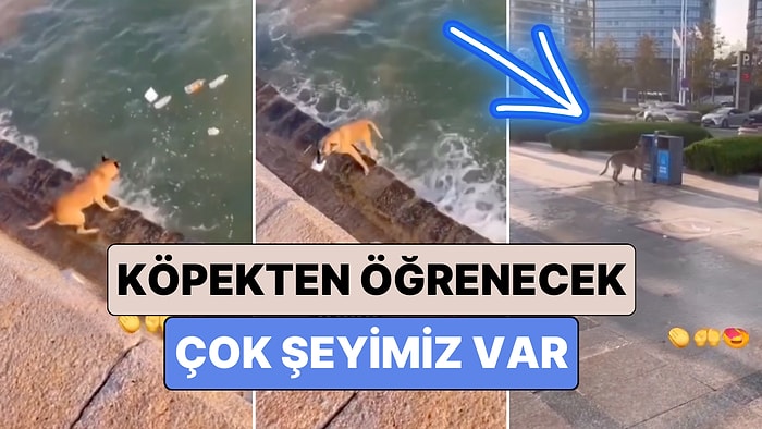 Bir Köpeğin Denizden Topladığı Çöpleri Tek Tek Çöp Kutusuna Götürdüğü Anlar Uzun Uzun Düşündürdü