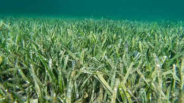 Guinness Rekorlar Kitabı tarafından dünyanın en büyük canlısı olarak tescillenen bu bitki, aslında bir deniz çayırı olan Posidonia australis türüne ait.