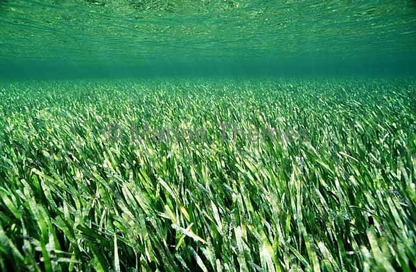 Posidonia australis; deniz yosunu değil, çiçek açan bir bitki türü ve 4.500 yıldan uzun süredir yavaş yavaş büyüyor.