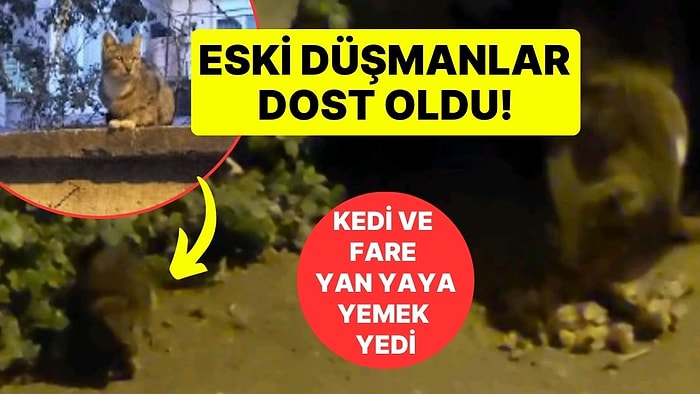 Eski Düşmanlar Dost Oldu: Kedi ve Farenin Arkadaşlığı Görenleri Şaşkına Çevirdi