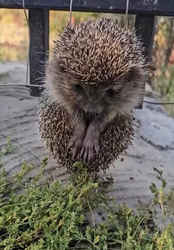 Tellere takılan masum kirpiyi kurtaran hayvansever ona evinde bakmaya başladı.