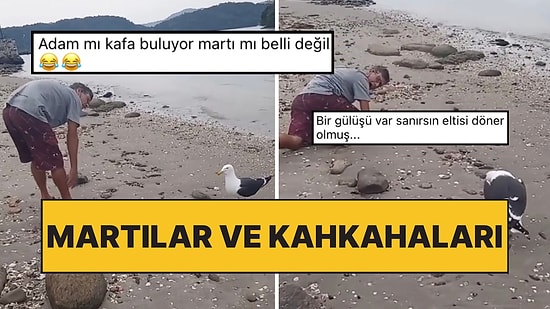 Bir Garip Kuş Türü Martıların İlginç Anları: Yere Düşen Adamı Görünce Kahkahalar Attı