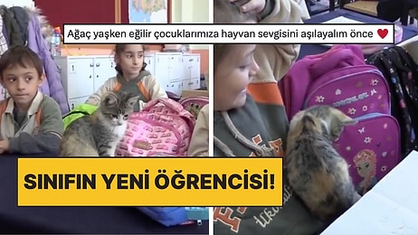 Amasya'da Bir Okulda Bakılan Karamel Kedi Artık Sınıfın Yeni Öğrencisi Oldu