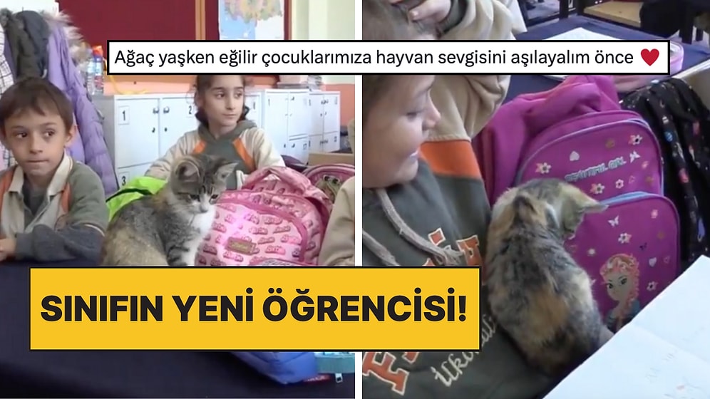 Amasya'da Bir Okulda Bakılan Karamel Kedi Artık Sınıfın Yeni Öğrencisi Oldu