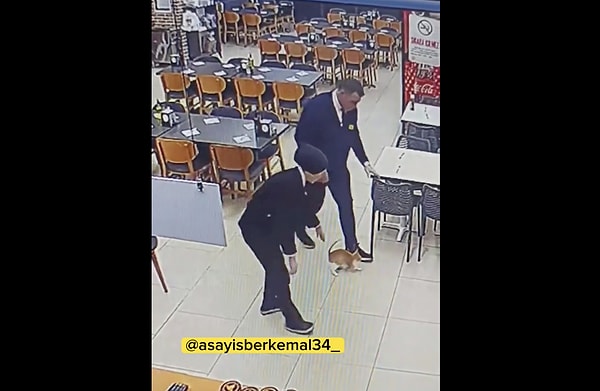 Samsun, Canik'de bir restorana giren kediyi dışarı çıkarmaya çalışan görevli kedinin bacağını kırdı.