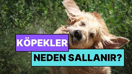 Köpekler Islandıklarında Neden Sallanır? Bilim İnsanları Gerçek Sebebi Buldu!