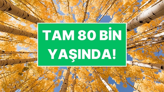 Ölümsüzlüğün Sırrı Bu Ağaçta Saklı! Tam 80 Bin Yaşında ve Her Sene Kökleri Kendisini Yeniliyor