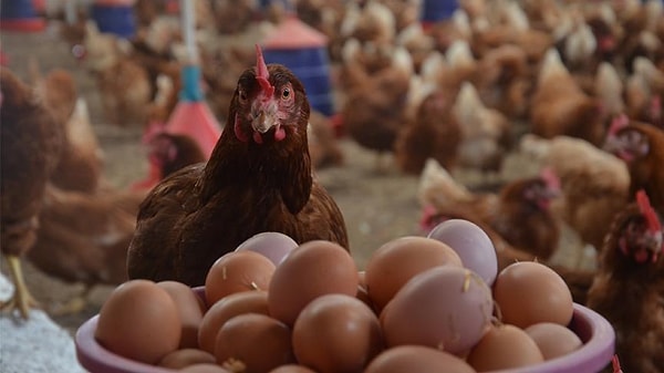 Doğa, tavukların oluşmasından önce yumurta yaratmak için genetik özelliklere sahipti.