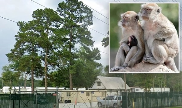 Güney Karolina eyaletine bağlı Lowcountry bölgesinde tıbbi araştırmalar yapılan bir tesisten 43 Rhesus makak maymunu kaçtı. Olay, medikal testler ve araştırmalar için primat yetiştiren Alpha Genesis adlı tesiste, işe yeni başlayan bir çalışanın kafes kapılarını tam kapatmaması nedeniyle meydana geldi.