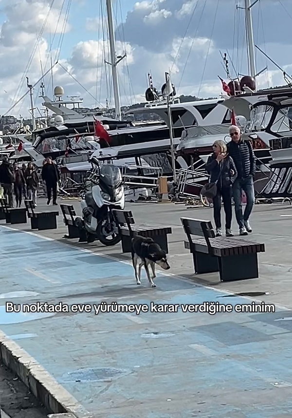 Tatlı köpek sahibiyle sahilde gezerken bir an onu kaybettiğini düşünerek korku dolu anlar yaşamıştı.