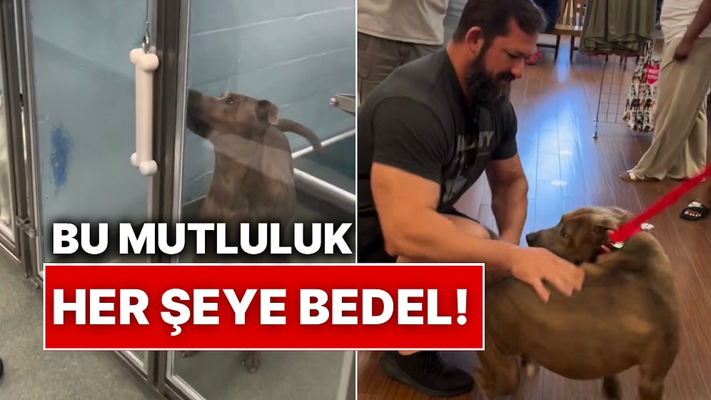 Uzun Süredir Yuva Bekleyen Masum Köpeğin Sonunda Beklediği Gün Gelince Yaşananlar Kalbinizi Isıtacak!