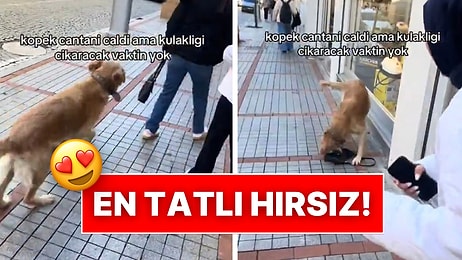 Kaldırımda Yürüyen Kadınların Çantasını Çalan Tatlı Köpek Güldüren Anlar Yaşattı