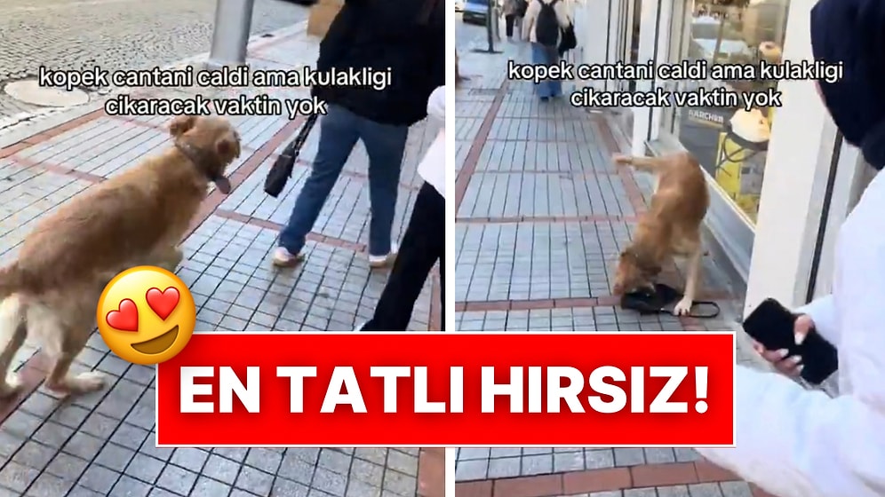 Kaldırımda Yürüyen Kadınların Çantasını Çalan Tatlı Köpek Güldüren Anlar Yaşattı