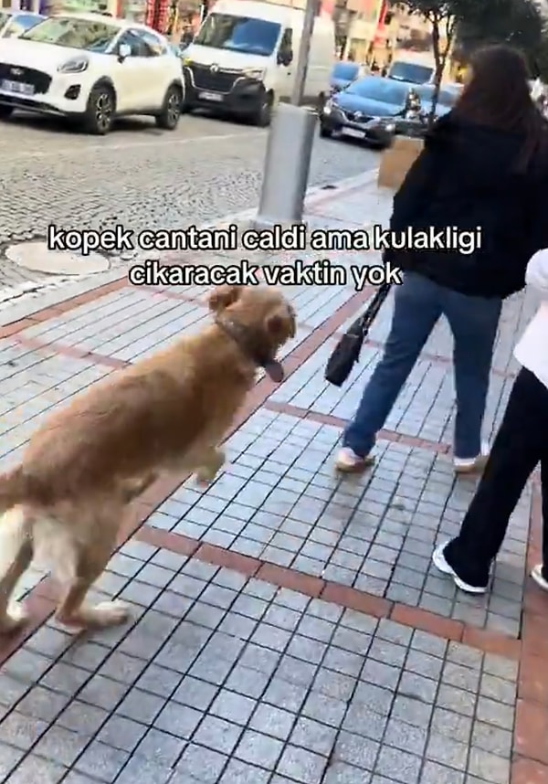 Çantasını çalıp kaçan köpeğin peşinden giden kadın unutamayacağı bir anı yaşamıştı.