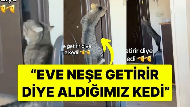 Kedi Sahibinin Paylaşımı Güldürdü: "Eve Neşe Getirir Diye Aldığımız Kedi"