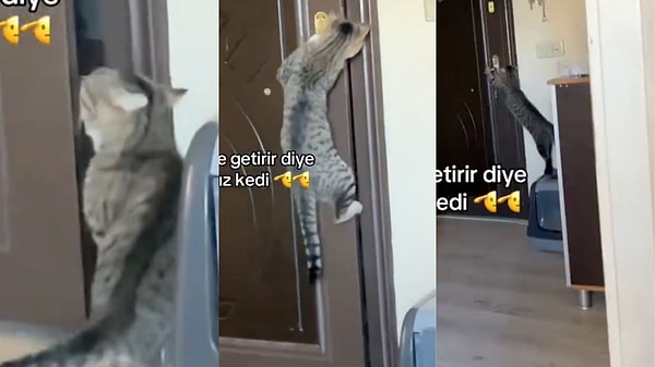 Bir kedi sahibinin sosyal medyada paylaştığı görüntüler izleyenleri gülümsetti. Kedisinin evin kapısını açmak için kapı koluna asılı kaldığı anları kayda alan sosyal medya kullanıcısı videoya, "Eve, neşe getirir” diye aldığımız kedi" notunu düştü.