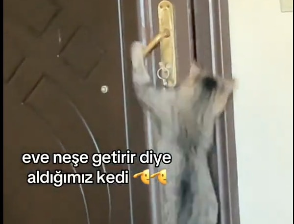 Kedinin görüntülerini izleyen sosyal medya kullanıcıları "Belki neşe getirmeye gidiyordur." diyerek gülümsetti.