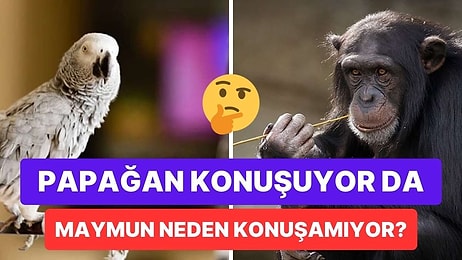 Tam Tersi Olması Gerekirdi: Papağanlar İnsan Sesini Taklit Edebiliyorken Primatlar Nasıl Edemiyor?