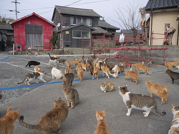 1. Aoshima’da 200’den fazla serbest dolaşan kedi, sadece 20 kişilik insan nüfusunu altıya katlıyor! Ancak bu oran, eskiden balıkçılıkla geçinen kalabalık bir nüfusu barındıran ada için yeni bir durum.