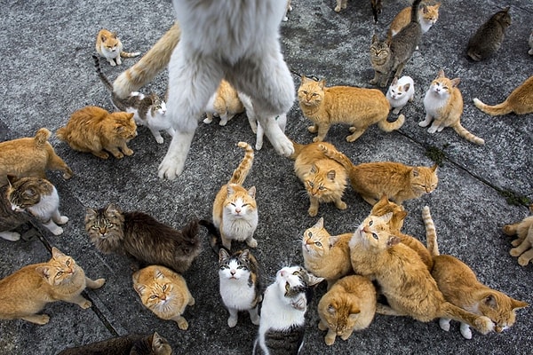 6. Aoshima, Japonya’da kedilerle ünlü tek ada değil! Ülkede en az 10 kedi adası bulunuyor. Her birinin kendine has özellikleri var.