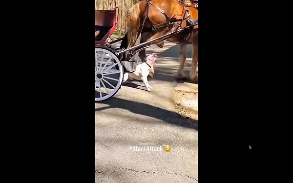 Yolcu taşıyan bir ata pitbull cinsi bir köpek saldırdı.