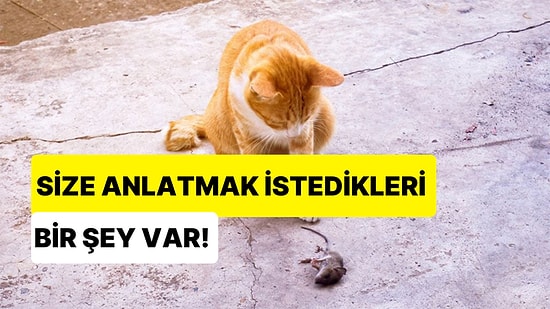 Size Anlatmak İstedikleri Bir Şey Var: Kediler, Avladıkları Canlıları Neden Sahiplerine Getirir?