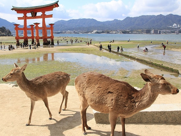 4. Yine Japonya, bu kez adresimiz Miyajima Adası: Sika geyikleri